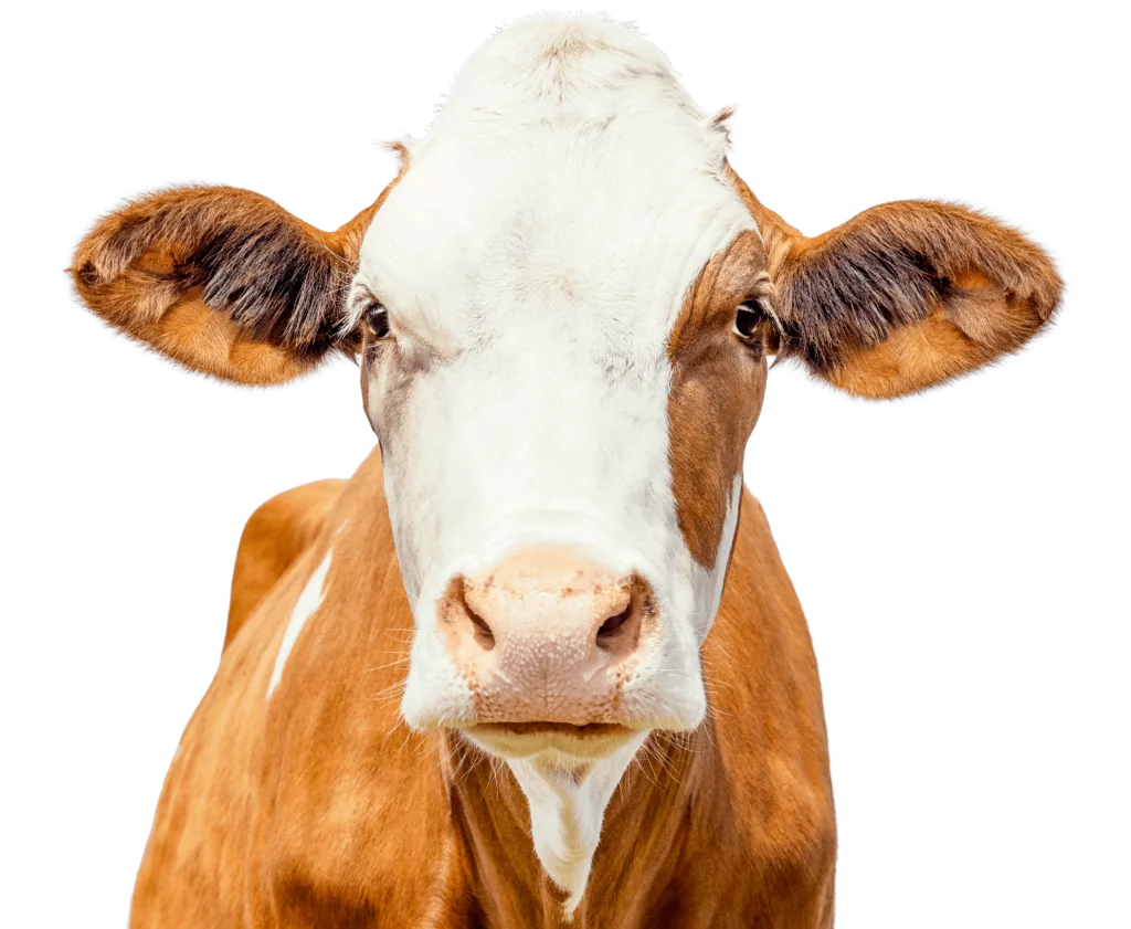 Primer plano del rostro de una vaca en un evento de exposiciones agrícolas